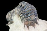 Crotalocephalina Trilobite - Foum Zguid, Morocco #75464-6